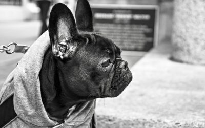 ¿TENGO QUE ASEGURAR A MI PERRO?